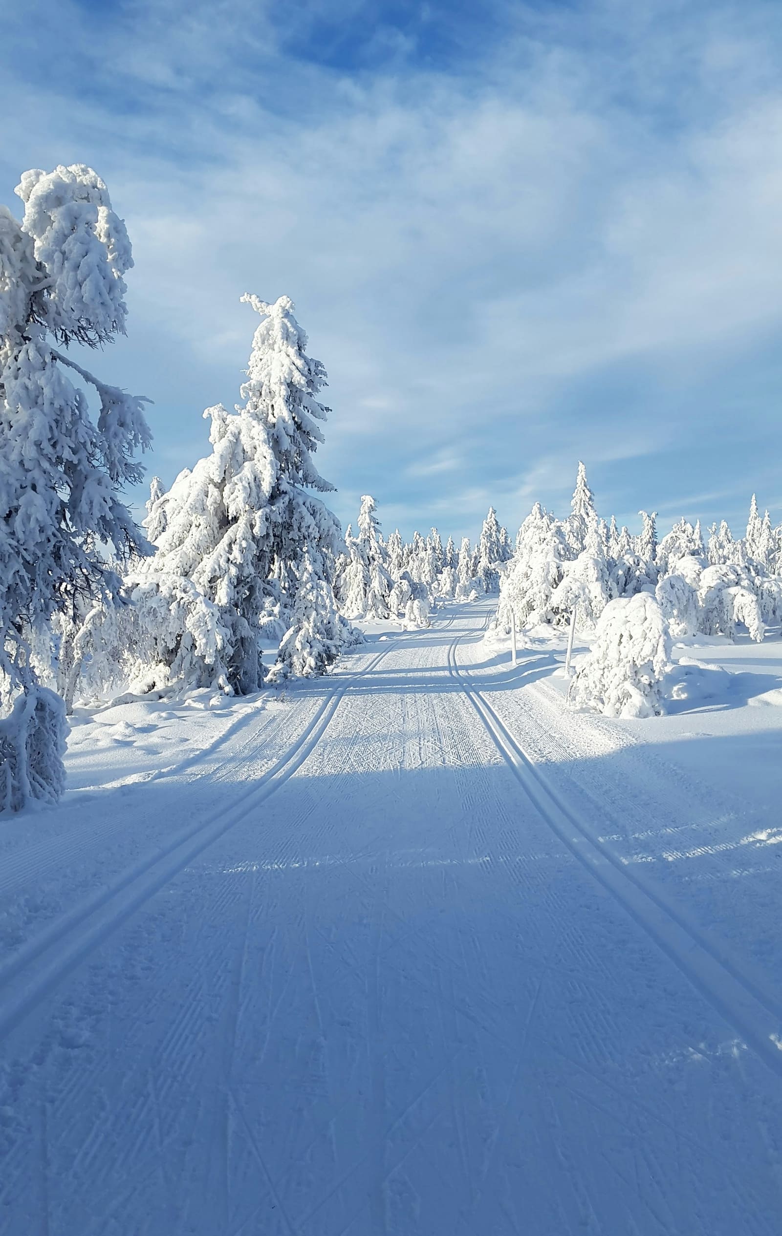 Frisch gespurte Langlaufloipe führt durch tief verschneiten Wald unter blauem Himmel